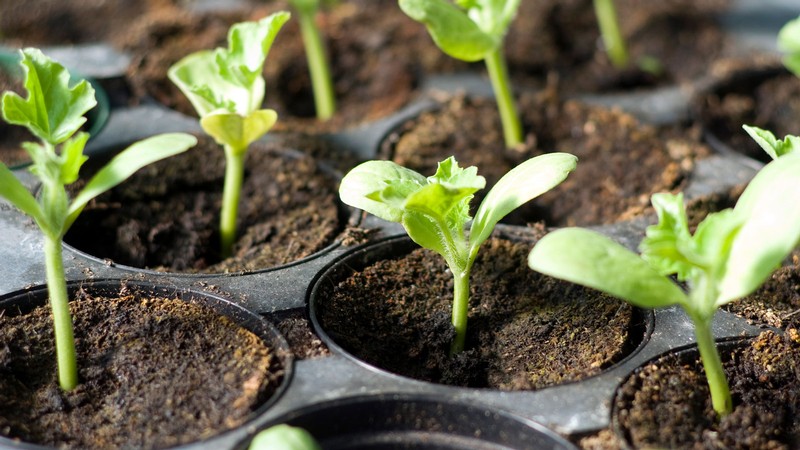 Potted plants in a tray.