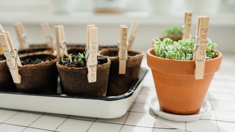 Potted plants in a tray.