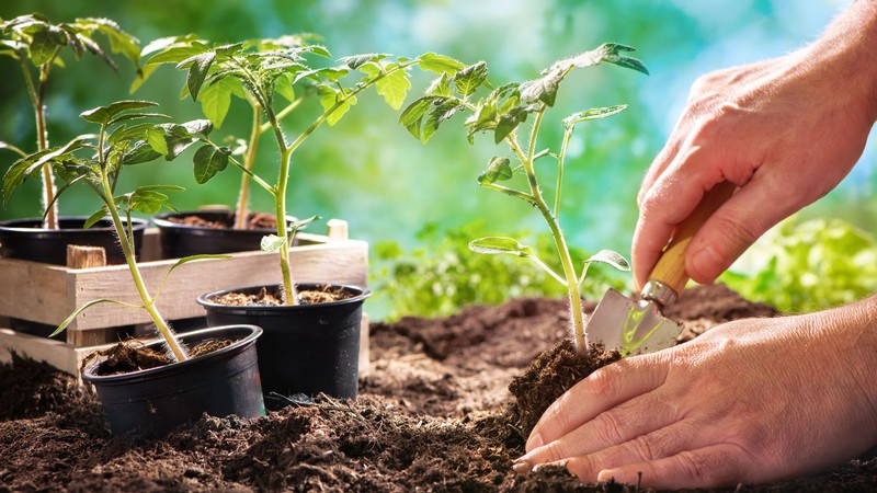 A person planting starts in a garden.