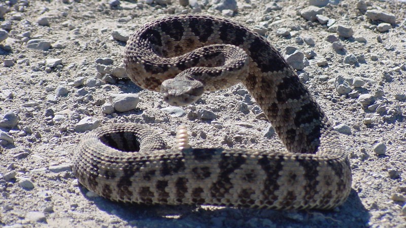 A rattlesnake coiled and ready to strike.