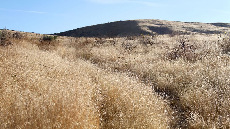 A grassy landscape.