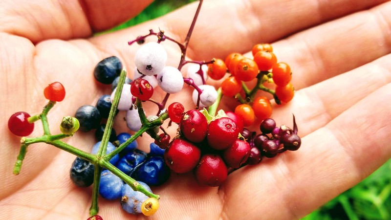 A hand holding berries.