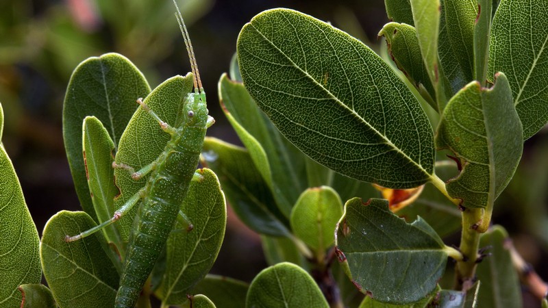 A stick insect on a plant.