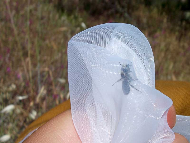 A native bee trapped in a net