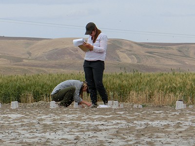 USU biologists collect live bees