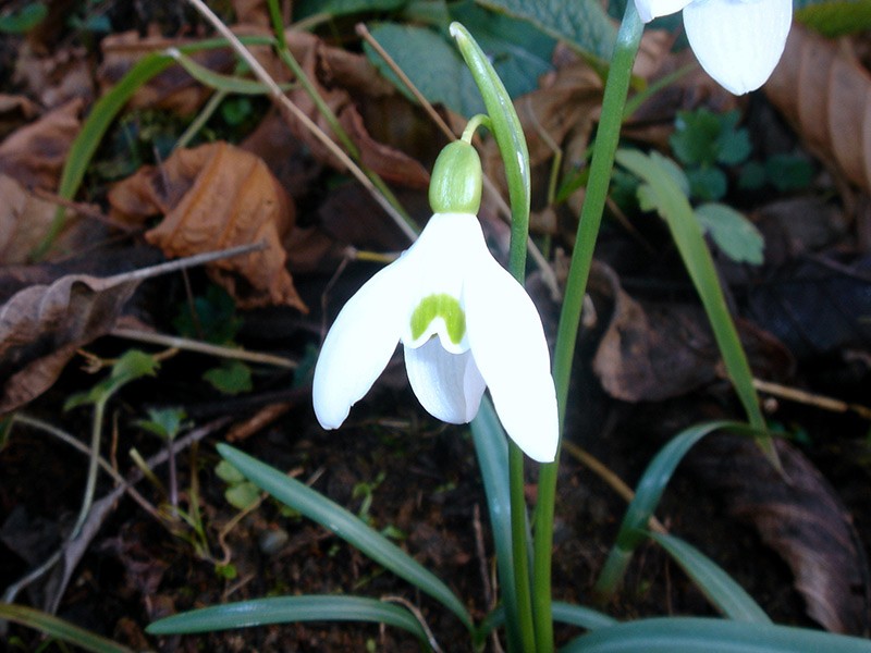 Snowdrop flower in bloom