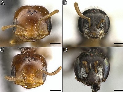 : Desert bee heads