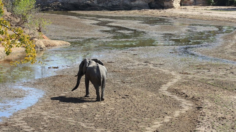 African Elephant walks through the drying streambed of Chitake Springs.