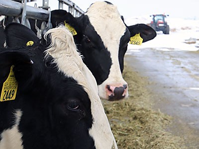 cows from the USU Dairy herd