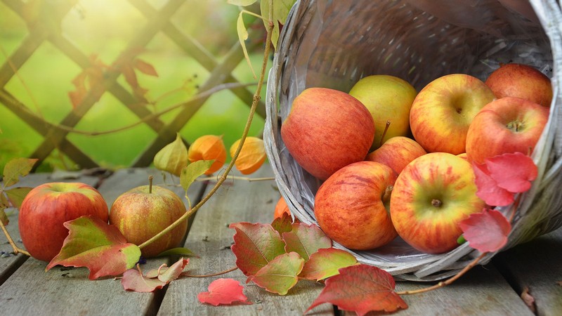 basket of apples