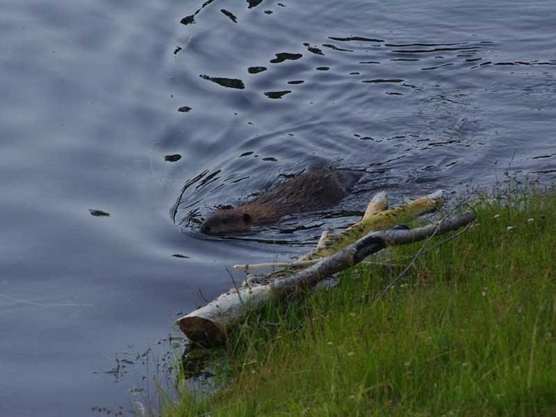 North American Beaver from Spawn Creek