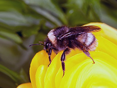 bee on a flower