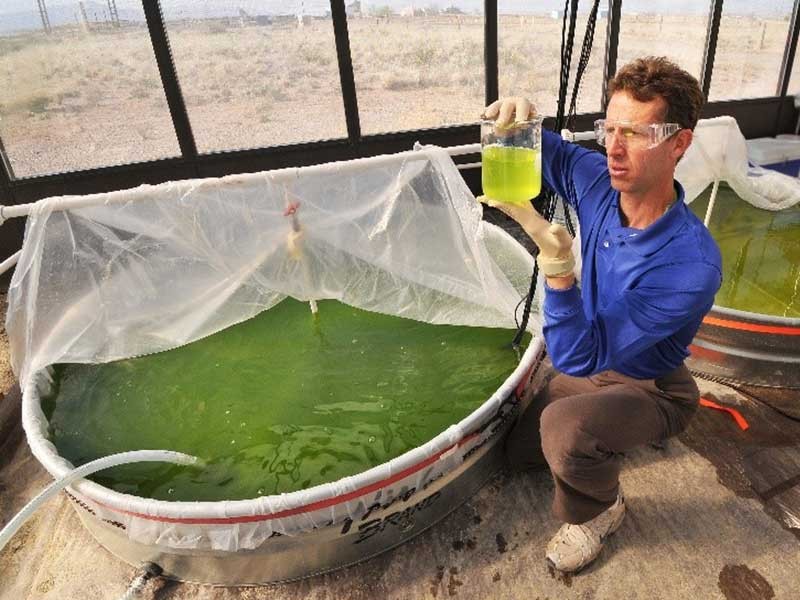 Joseph Tainter next to a pond full of biofuel