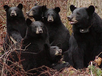 Black bears in New Jersey