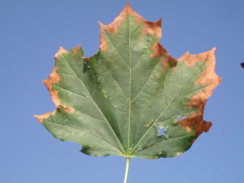brown leaves