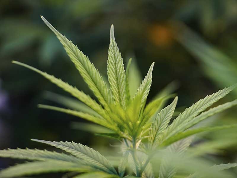 hemp plants with high cannabidiol (CBD) and very low THC content