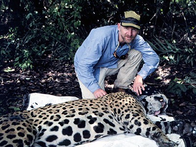 USU professor Eric Gese and a tranquilized jaguar in Brazil