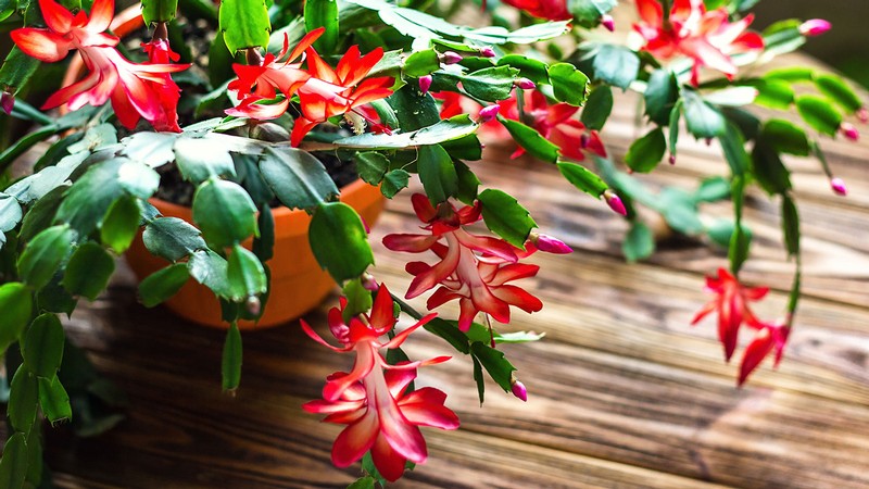 Christmas Cactus