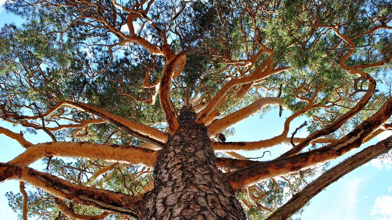Siberian larch.