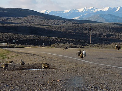 Sage-grouse in roadway