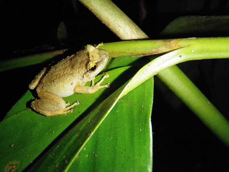 Coqui frog in Hawaii