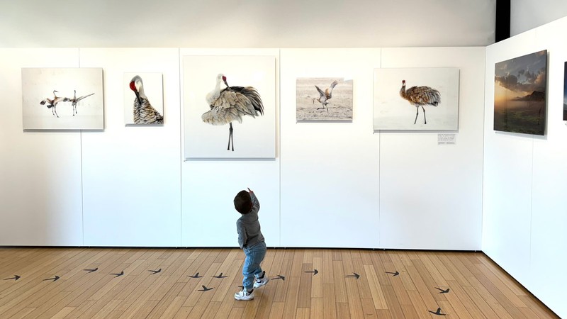 A child pointing to a picture of a bird in a museum exhibit.