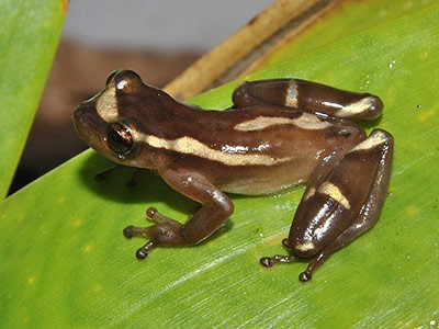 Brazilian tree frog