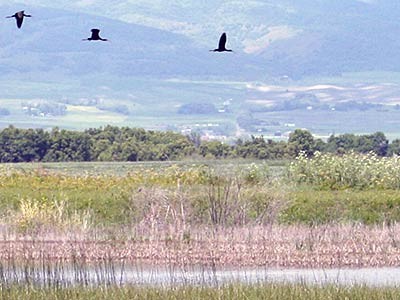 scenic photo of Cache Valley wildlife and wetlands