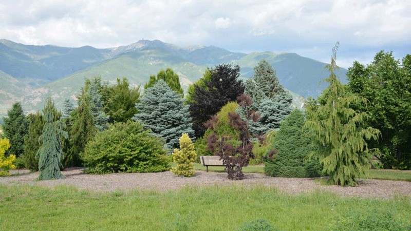 An array of trees in a botanical center.