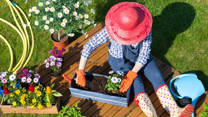 A gardener plants daisies in a flower box.