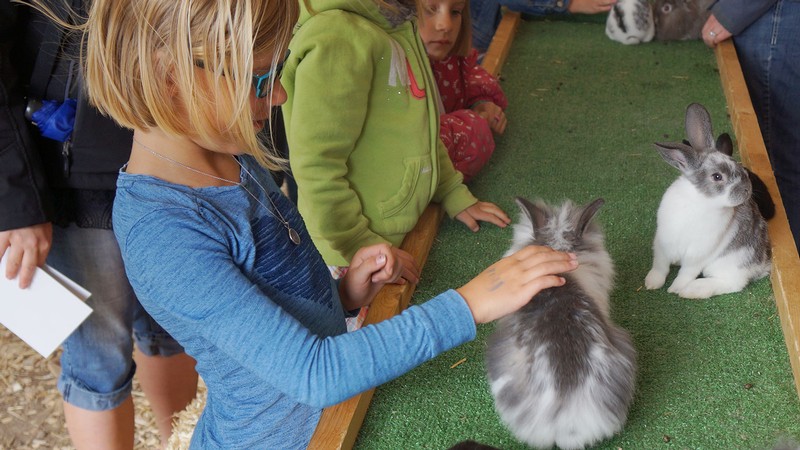 A girl pets a rabbit.