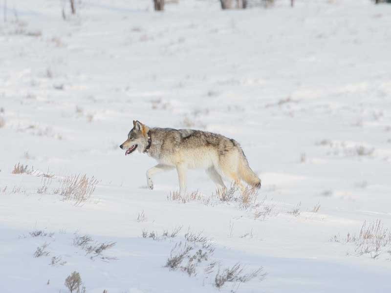 A wolf in Yellowstone National Park