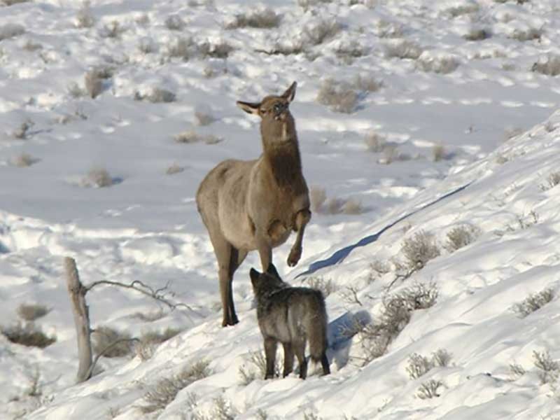 Adult female elk being approached by a wolf in Yellowstone National Park.