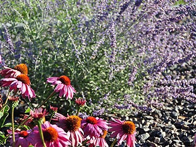 a photo illustrating water-wise landscaping with flowers
