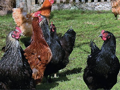 photograh of chickens for a USU avian influenza story