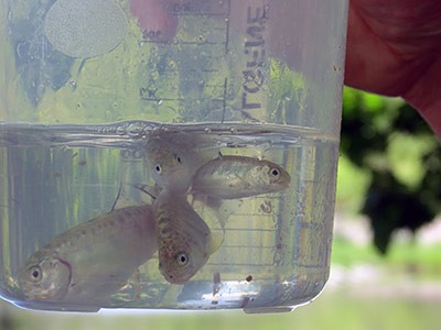 trout in a jar and part of the Utah 'Trout in the Classroom' program