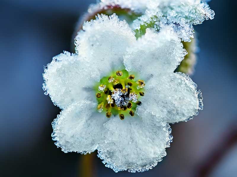 frost on a flower