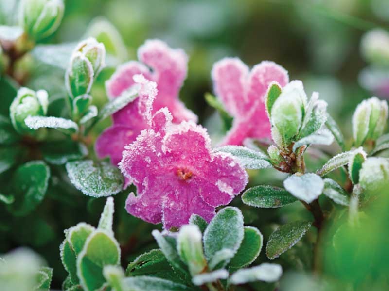 frost on flowers