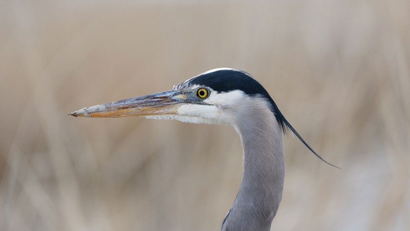 A great blue heron.