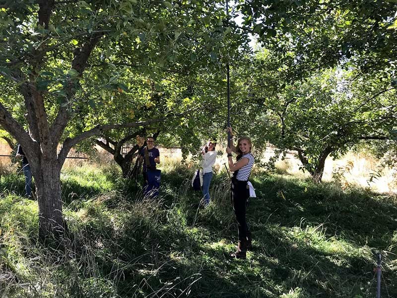 volunteers in an apple orchard