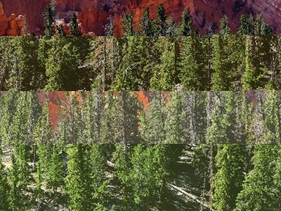 bristlecone pine and Colorado blue spruce