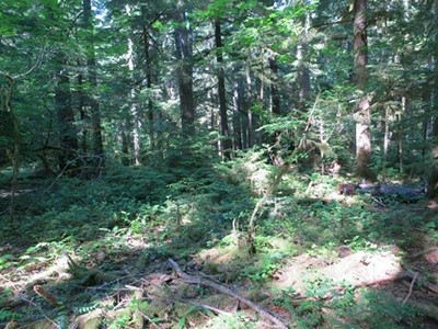 woody plants growing in a gap