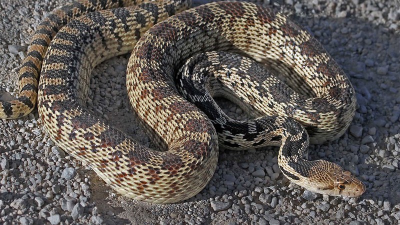 Great Basin Gopher Snake.