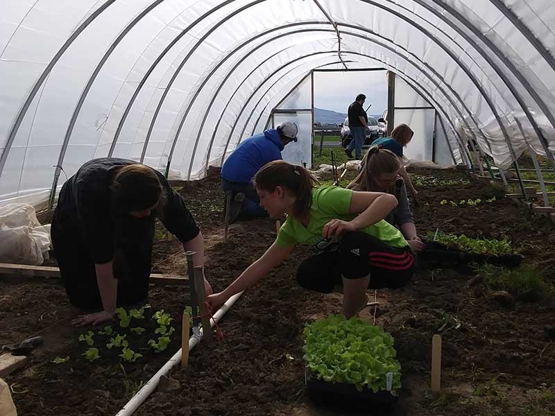 Camilla Moses leads a volunteer group in transplanting spring greens in a hoop house on the farm