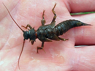 a salmonfly being held