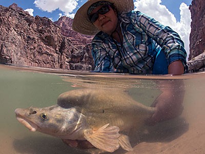 Researcher captures fish in Colorado River