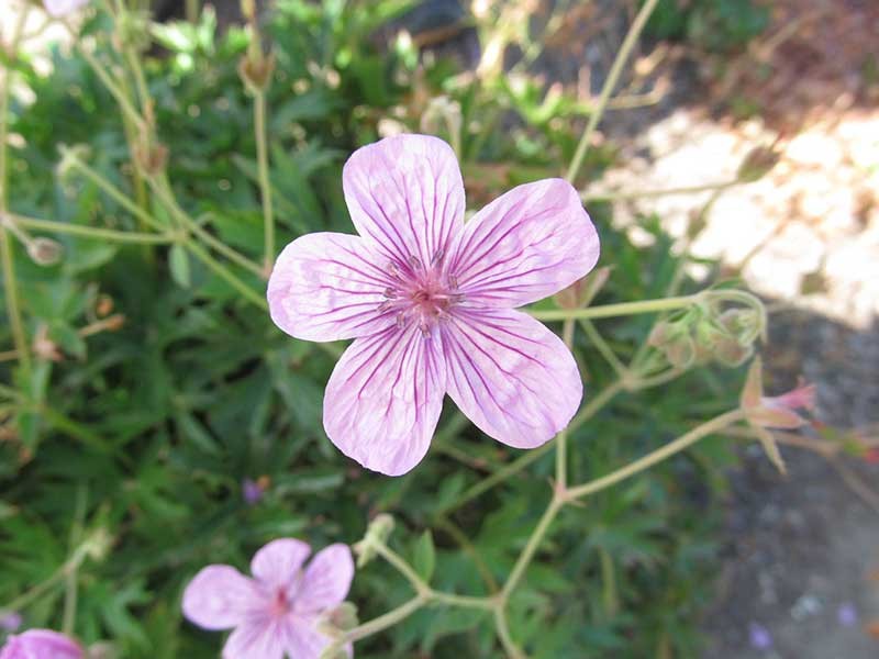 wildflower