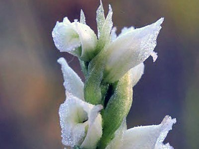 a blooming Ute Ladies-Tresses orchid