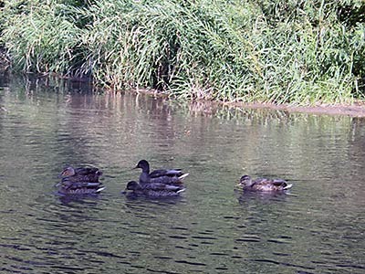 ducks swimming