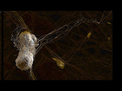 a digitally mainpulated image by USU art department faculty member Mark Lee Koven